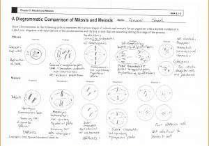 Cell Cycle Worksheet Answers Biology as Well as Mitosis and Meiosis Worksheet Answer Key Beautiful Cell Cycle
