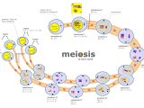 Cell Cycle Worksheet Answers Biology as Well as Mitosis Cell Division Diagram Unique Cell Cycle and Mitosis