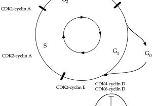 Cell Cycle Worksheet Answers Biology together with Cell Cycle and Cancer Worksheet Answers Fresh 110 Best Cells Mitosis