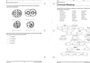 Cell Cycle Worksheet Answers Biology together with Cell Cycle Worksheet Answers Biology Unique Mitosis Phases Diagram