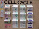 Cell Cycle Worksheet Answers Biology with This is A Good Way for Students to Draw the Steps Of Mitosis or