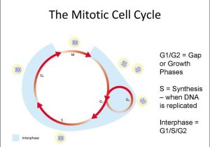 Cell Cycle Worksheet Answers together with Evolution and the Foundations Of Biology Cells and Genetics