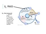 Cell Cycle Worksheet Answers with Cell Cycle Dna Replication and Mitosis Ppt