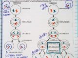 Cell Division and Mitosis Worksheet Answer Key Also 15 Luxury Cell Cycle and Mitosis Worksheet Answers