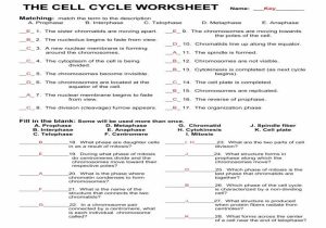 Cell Division and Mitosis Worksheet Answer Key Also Worksheets Wallpapers 41 Lovely Linear Equations Worksheet Full Hd