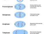 Cell Division and Mitosis Worksheet Answer Key and 13 Best Cell Division Images On Pinterest