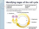 Cell Division and Mitosis Worksheet Answer Key with Diagram Mitosis Worksheet Answers Wallpapers 47 New Mitosis