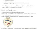 Cell Division Worksheet Answers Along with Fresh the Cell Cycle Worksheet Awesome Division Works Looki On Cell