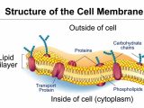 Cell Membrane &amp; tonicity Worksheet Along with Index Of Wpcontent