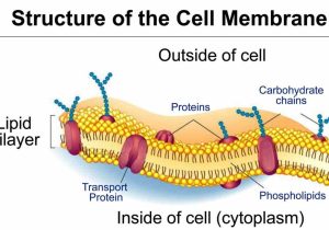 Cell Membrane &amp; tonicity Worksheet Along with Index Of Wpcontent