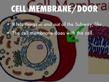 Cell Membrane &amp; tonicity Worksheet and Cell Projectsubway by Taylor C