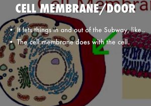 Cell Membrane &amp; tonicity Worksheet and Cell Projectsubway by Taylor C