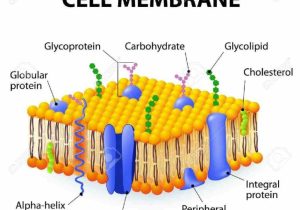 Cell Membrane &amp; tonicity Worksheet and Numerous Functions Of Plasma Membrane are Mainly Mediated by
