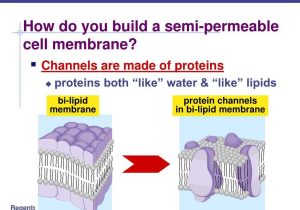 Cell Membrane &amp; tonicity Worksheet as Well as How Do Molecules Move Through A Semi Permeable Membrane Bi