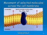 Cell Membrane &amp; tonicity Worksheet or Cell Membrane Molecules Bing Images