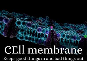 Cell Membrane &amp; tonicity Worksheet or Chrisampaposs Best Power Point Evar by Chris Cox