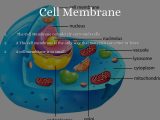 Cell Membrane &amp; tonicity Worksheet or Copy Of Copy Of Microscopes by Fboyd