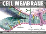 Cell Membrane &amp; tonicity Worksheet or Parts A Cell by Carson Reed