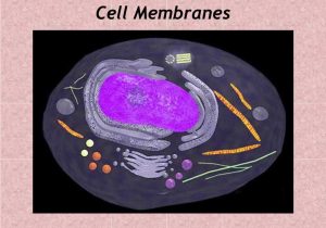 Cell Membrane &amp; tonicity Worksheet with Ppt Cell Membranes Powerpoint Presentation Id