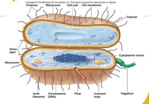Cell Membrane and tonicity Worksheet Also Chapter 3 and 4 An Introduction to Prokaryotic and Eukaryoti