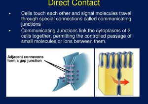 Cell Membrane and tonicity Worksheet Also Direct Contact Bing Images