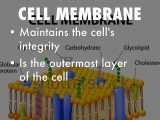 Cell Membrane and tonicity Worksheet Also organelles by Will Franklin