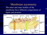 Cell Membrane and tonicity Worksheet and Plasma Membrane Outer Leaflet Bing Images