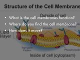 Cell Membrane and tonicity Worksheet as Well as Cell Membrane by Emma Figgins