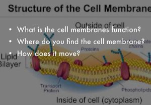 Cell Membrane and tonicity Worksheet as Well as Cell Membrane by Emma Figgins