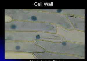 Cell Membrane and tonicity Worksheet together with Edu Cell Wall Bing Images