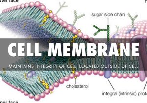Cell Membrane and tonicity Worksheet with organelles by Stephen Schmitt