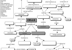 Cell Membrane and Transport Worksheet Along with Cell Concept Map