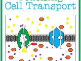 Cell Membrane and Transport Worksheet Answers and Cell Membrane and tonicity Worksheet Awesome Cell Membrane Transport