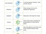 Cell Membrane and Transport Worksheet Answers and Worksheet Cell organelles and their Functions Worksheet Ewinetaste