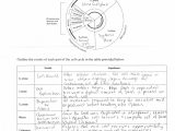Cell Membrane and Transport Worksheet Answers or Cellular Transport and the Cell Cycle Worksheet Worksheet
