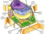 Cell Membrane and Transport Worksheet or Animal and Plant Cell Labeling