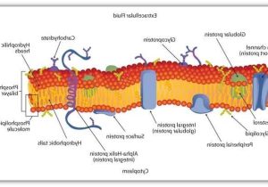 Cell Membrane Coloring Worksheet Also Beautiful Cell Membrane Coloring Worksheet Answers Beautiful Osmosis