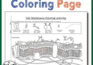 Cell Membrane Coloring Worksheet Answer Key or Fresh Cell Membrane Coloring Worksheet Answers Unique Beautiful Cell