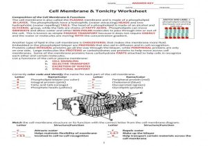 Cell Membrane Coloring Worksheet Answer Key together with Cell Structure and Function Worksheet Answers