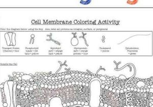 Cell Membrane Coloring Worksheet Answer Key with Worksheets 49 Beautiful Cell Membrane Coloring Worksheet Answers Hd
