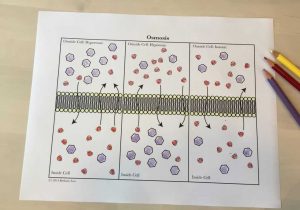 Cell Membrane Coloring Worksheet Answers Along with Diffusion and Osmosis Worksheet Answers Biology Lovely Ives