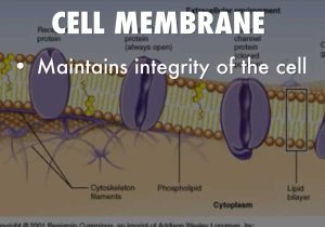 Cell Membrane Coloring Worksheet Answers Also Cell organelles by Katelin Lee