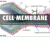 Cell Membrane Coloring Worksheet Answers with organelles by Stephen Schmitt