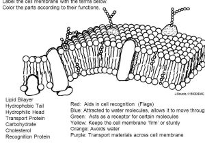 Cell Membrane Coloring Worksheet as Well as Beautiful Cell Membrane Coloring Worksheet Awesome Awesome Cell