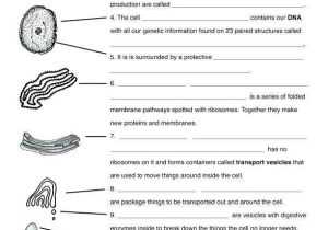 Cell Membrane Coloring Worksheet or 20 Luxury Cell Membrane Coloring Worksheet Answers