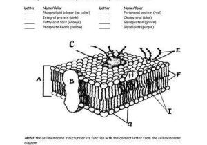 Cell Membrane Coloring Worksheet or Cell Membrane Worksheet Google Search