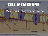 Cell Membrane Information Worksheet Answers and Cell organelles by Katelin Lee