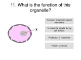 Cell Membrane Information Worksheet Answers as Well as Cell Parts and Functions Powerpoint Wallskid