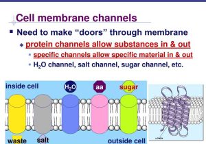 Cell Membrane Information Worksheet Answers as Well as Move Across A Membrane Protein Cell Materials Bing Images