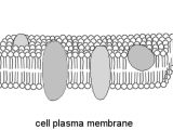 Cell Membrane Information Worksheet Answers or Cell Membrane by Zo Sargent